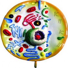 ANIMAL CELL MODEL
